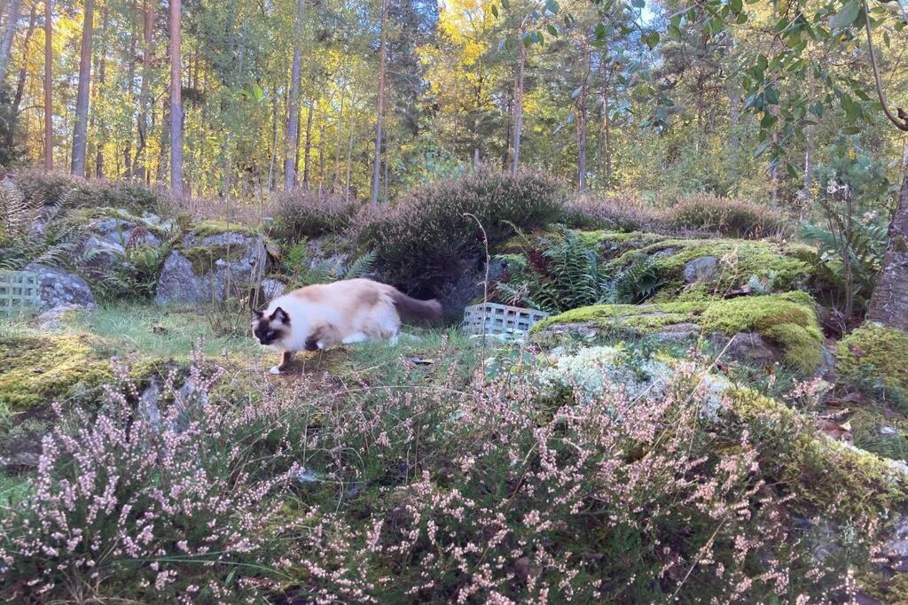Cabin In The Woods, Close To Lake Maelaren เอสคิสทูนา ภายนอก รูปภาพ